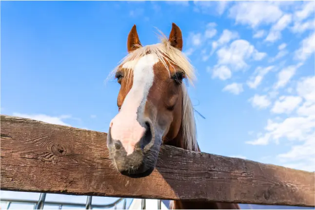 Equine